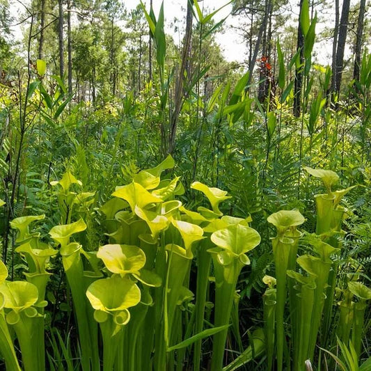 Sarracenia Mountain Pitcher Plant Seeds 