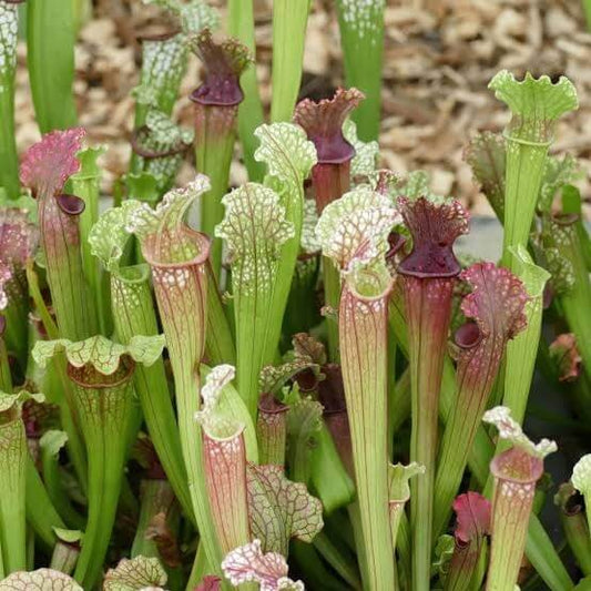 Sarracenia Pitcher Plant Mix Seeds