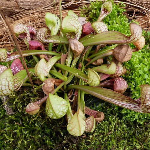 Sarracenia Psittacina Parrot Pitcher Plant Seeds