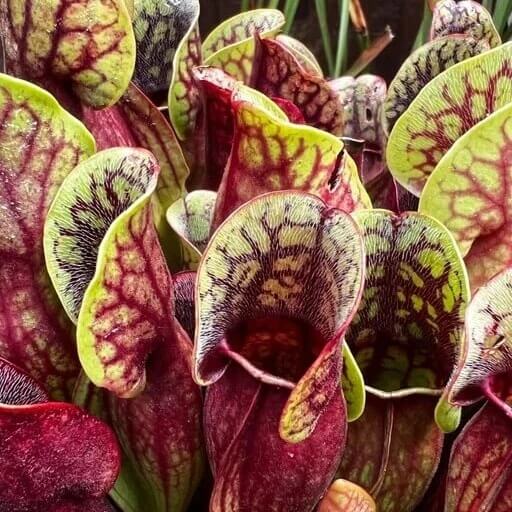 Sarracenia Purpurea Heterophylla Green Purple Pitcher Plant Seeds