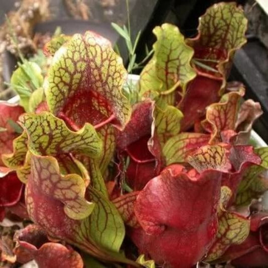 Sarracenia Purpurea Purple Pitcher Plant Seeds 