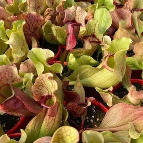 Sarracenia Species Seeds