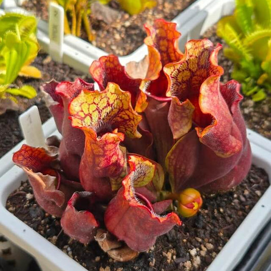 Sarracenia Species Seeds