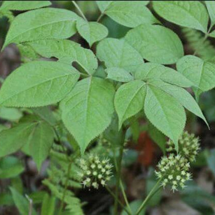 Sarsaparilla Seeds - Heirloom Herbal Plant for Home Gardens