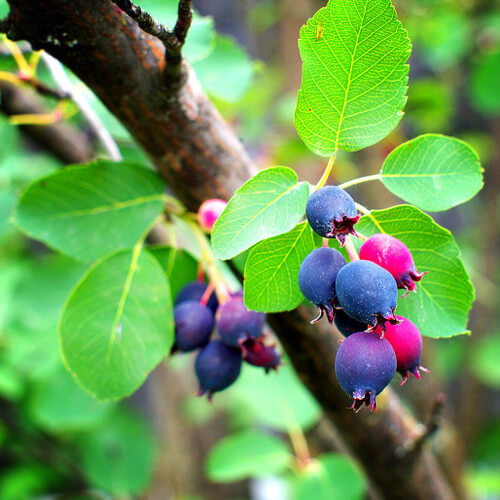 Saskatoon berry seeds - Fruit Plant