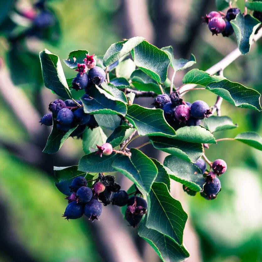 Saskatoon berry seeds - Fruit Plant