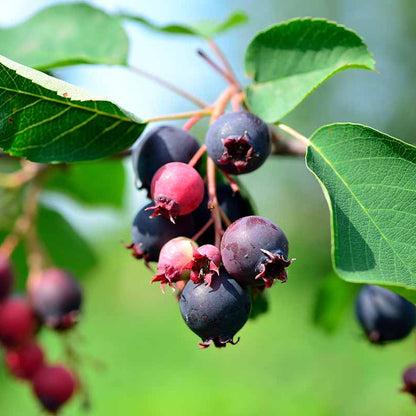 Saskatoon berry seeds - Fruit Plant