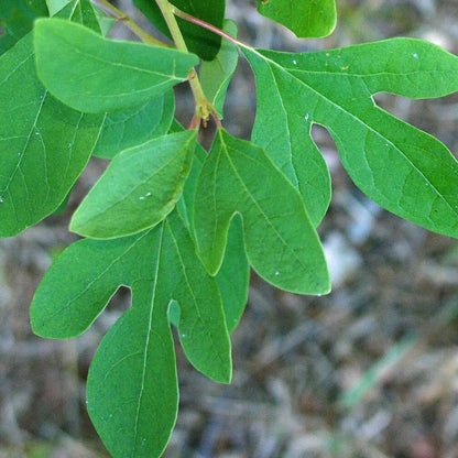 Sassafras Albidum Seeds 
