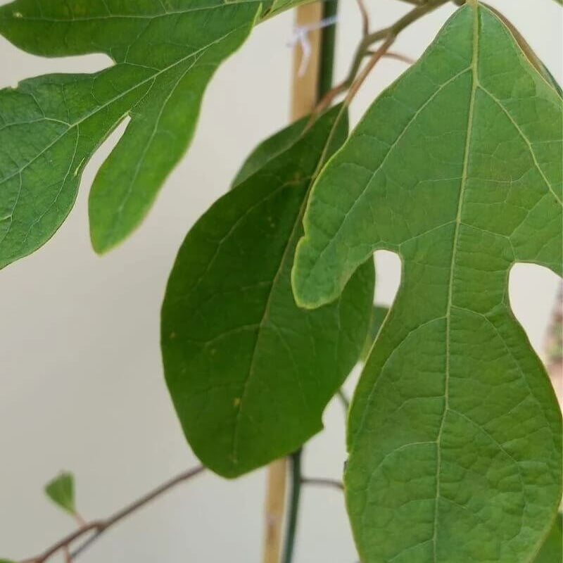 Sassafras Albidum Seeds 