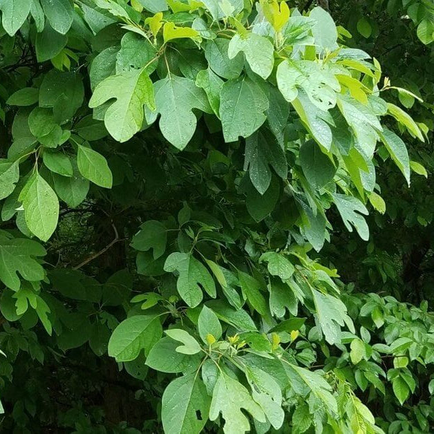 Sassafras Albidum Seeds 