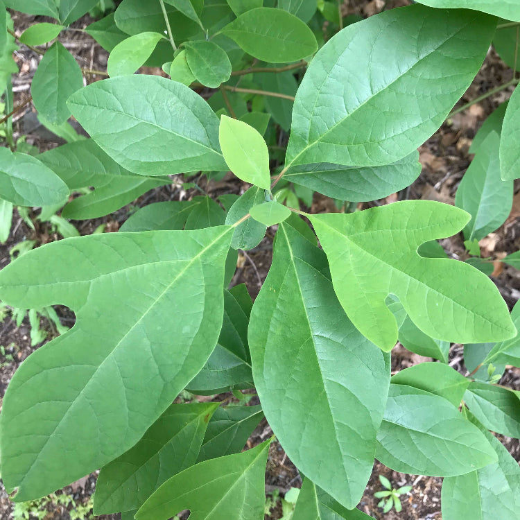 Sassafras Albidum Seeds 