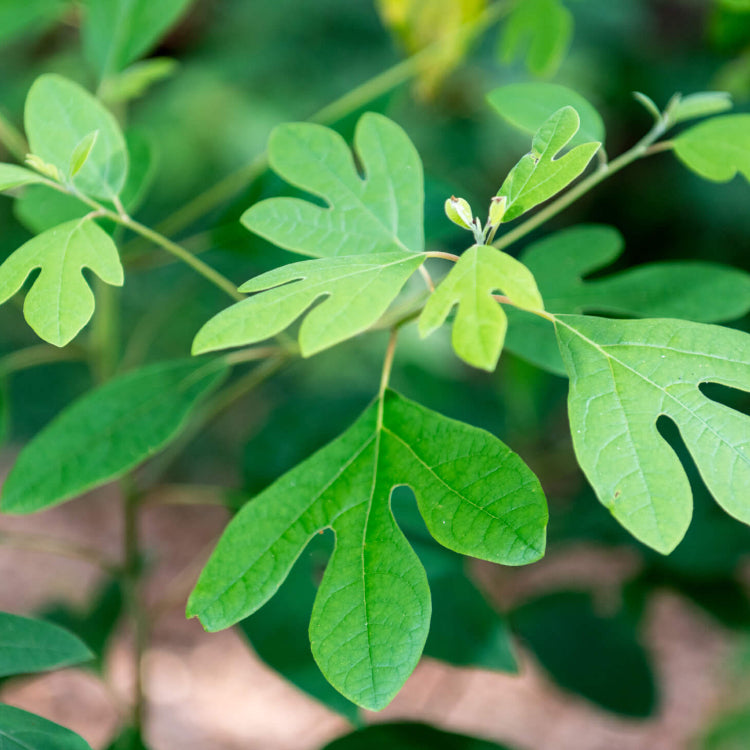 Sassafras Albidum Seeds 