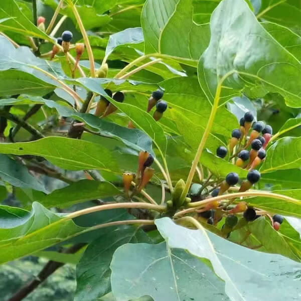 Sassafras Seeds 