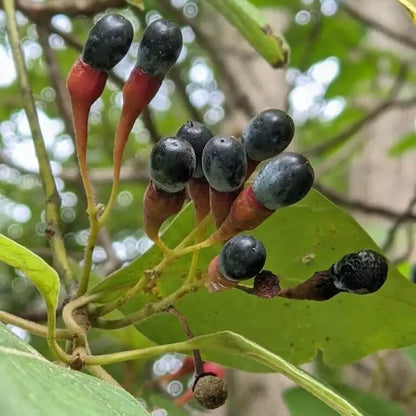 Sassafras Seeds 