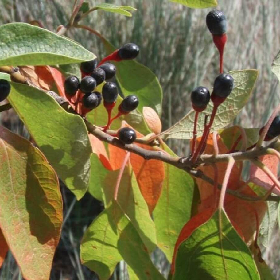Sassafras Seeds 