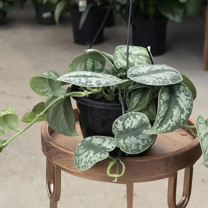 Satin Pothos seeds