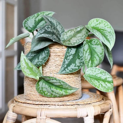 Satin Pothos seeds