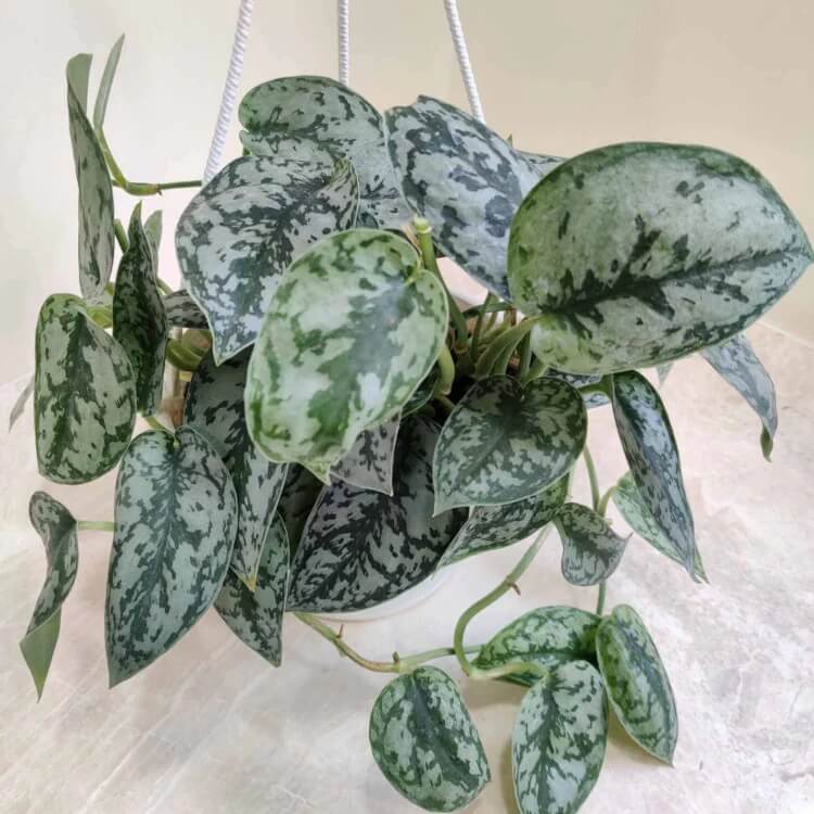 Satin Pothos seeds