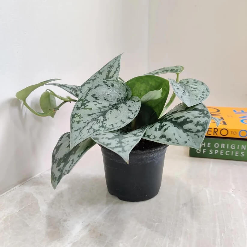 Satin Pothos seeds