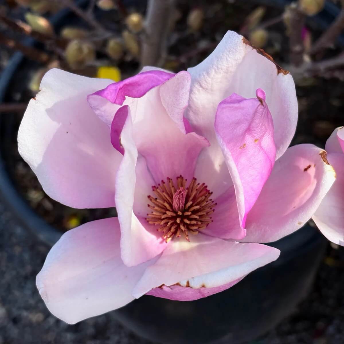 Saucer Magnolia seeds