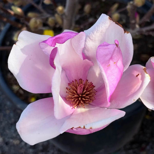 Saucer Magnolia seeds