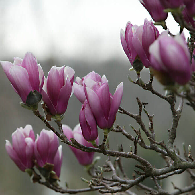 Saucer Magnolia seeds