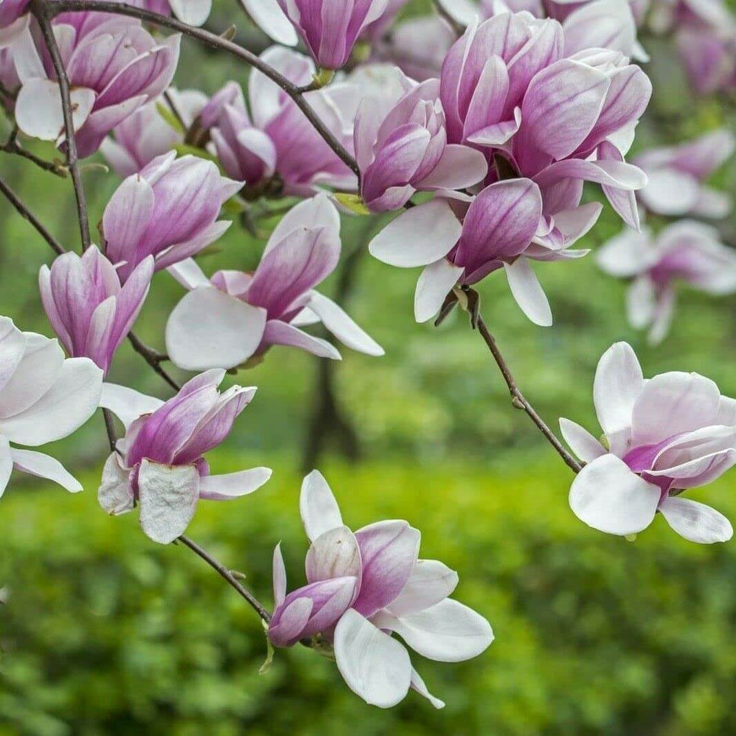Saucer Magnolia seeds