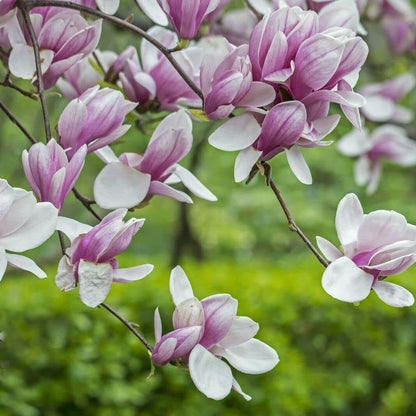 Saucer Magnolia seeds