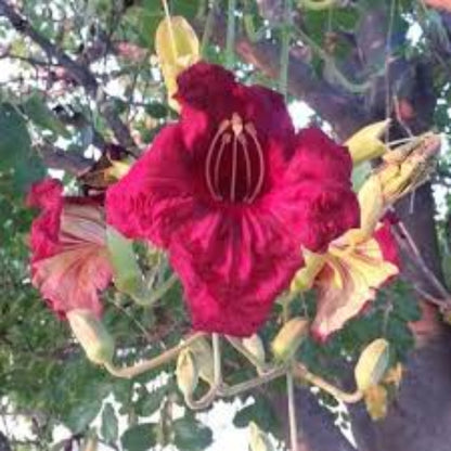 Sausage Seeds - Flower Plant for Home Gardens