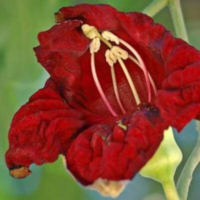 Sausage Seeds - Flower Plant for Home Gardens