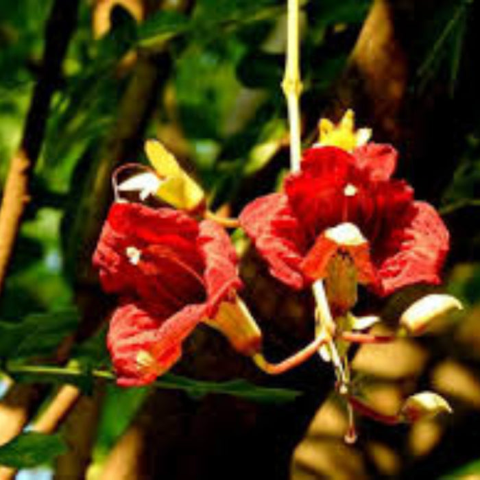Sausage Seeds - Flower Plant for Home Gardens