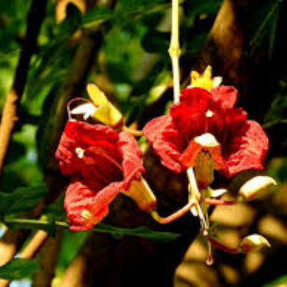 Sausage Seeds - Flower Plant for Home Gardens