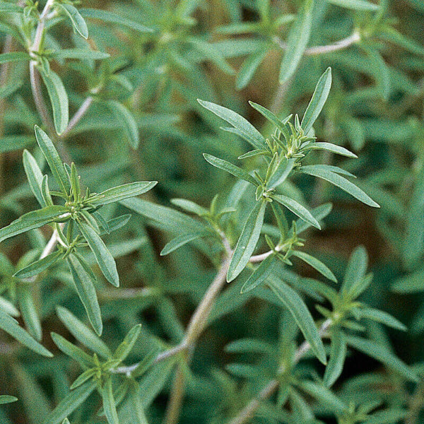 Savory Seeds - Herbal Plant