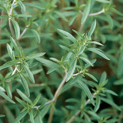 Savory Seeds - Herbal Plant