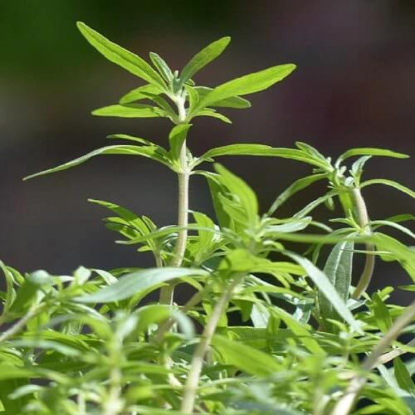 Savory Seeds - Herbal Plant
