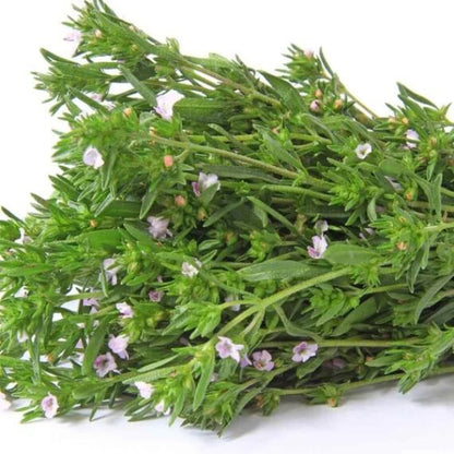 Savory Seeds - Herbal Plant