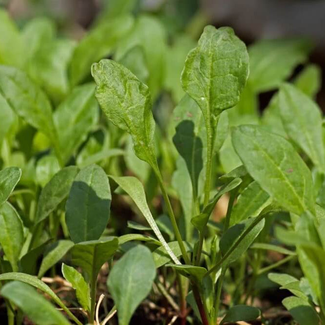 Savoy Spinach Seeds