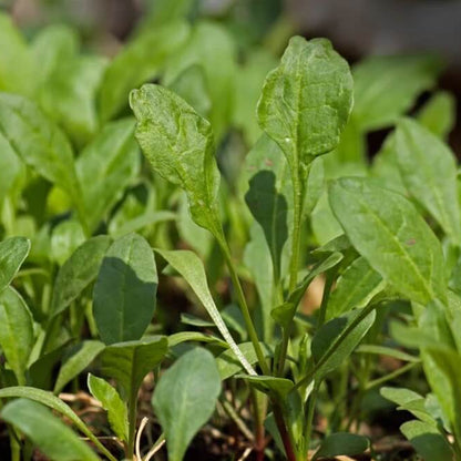 Savoy Spinach Seeds