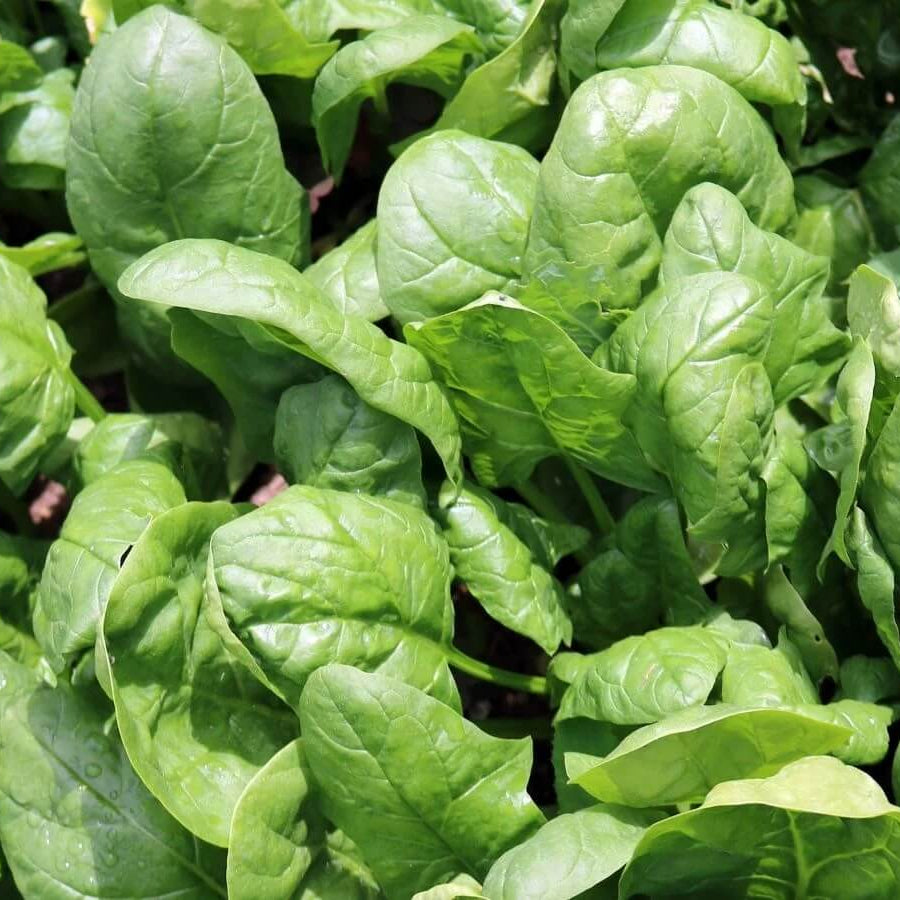 Savoy Spinach Seeds