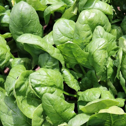 Savoy Spinach Seeds