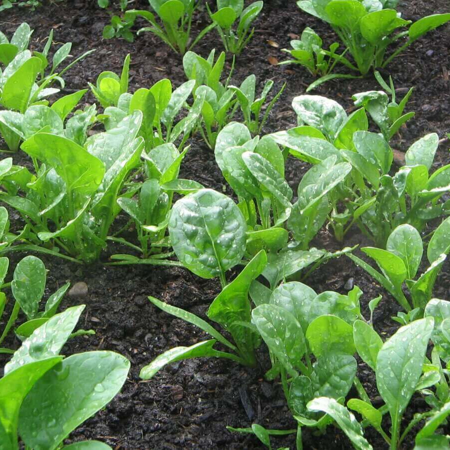 Savoy Spinach Seeds