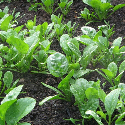 Savoy Spinach Seeds