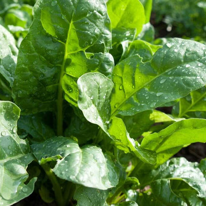 Savoy Spinach Seeds