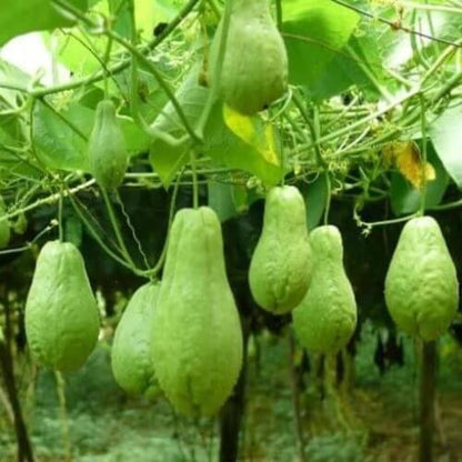 Sayote Seeds