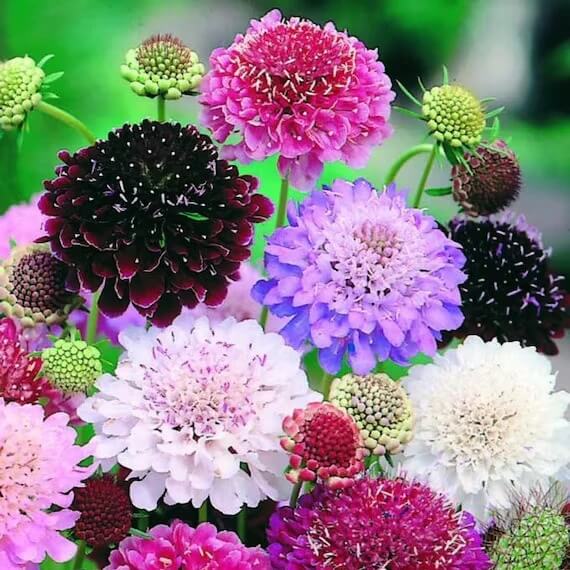 Scabiosa Atropurpurea Seeds - Flower Plant