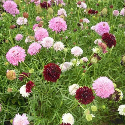 Scabiosa Atropurpurea Seeds - Flower Plant