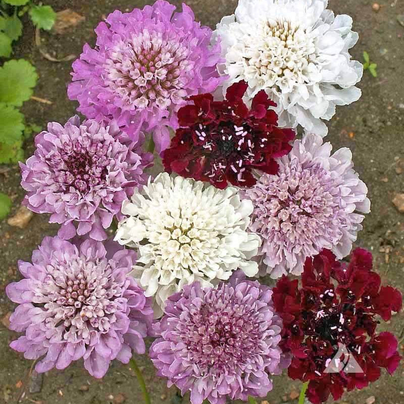 Scabiosa Atropurpurea Seeds - Flower Plant