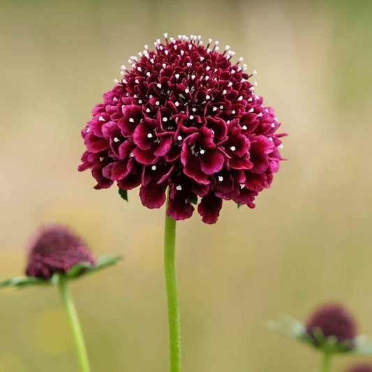 Scabiosa Black Knight Seeds - Flower Plant