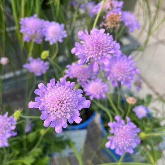 Scabiosa Butterfly Blue Seeds - Flower Plant