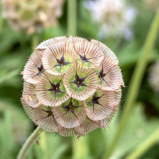 Scabiosa Drumsticks Seeds - Heirloom Flower Plant for Home Gardens